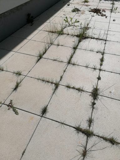 Stark verunkrautete Terrassenfugen zwischen Betonplatten – Referenz aus Bad Kreuznach vor der Fugenreinigung durch PBM-Bautenschutz
